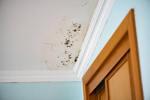 Best Mold Remediation  in Fairview, NJ