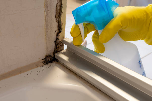 Best Residential Mold Removal  in Fairview, NJ