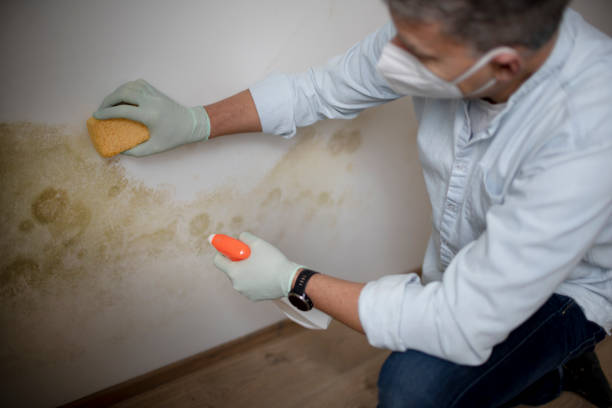 Best Emergency Mold Removal  in Fairview, NJ