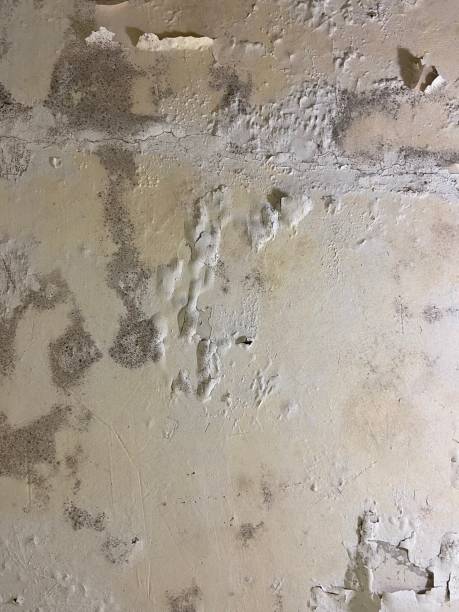 Certified Mold Removal in Fairview, NJ