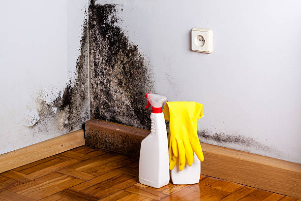 Best Mold Removal Specialists  in Fairview, NJ