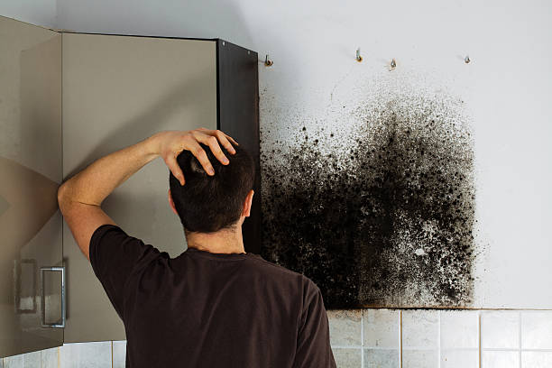 Best Affordable Mold Removal  in Fairview, NJ