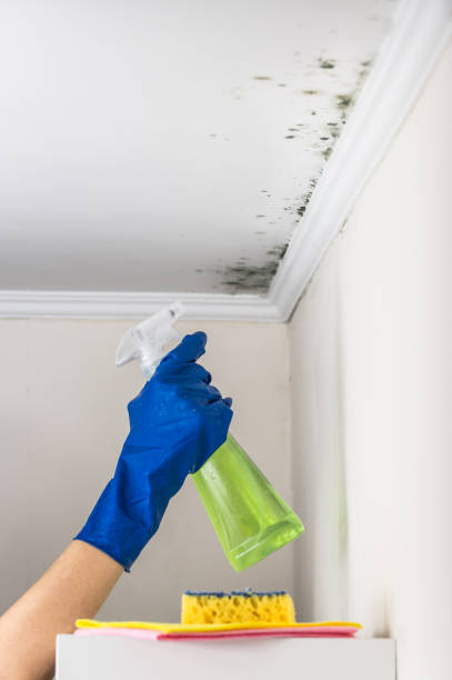 Mold Testing and Removal in Fairview, NJ