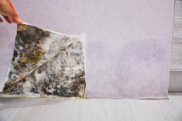 Best Black Mold Removal  in Fairview, NJ